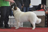 /album/fotogalerie-electra-boss-tor/electra-boss-tor-9-mesicu-jpg1/